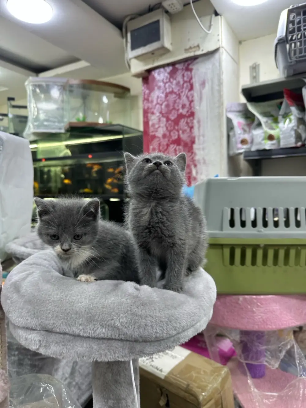 قطط برتش مكس