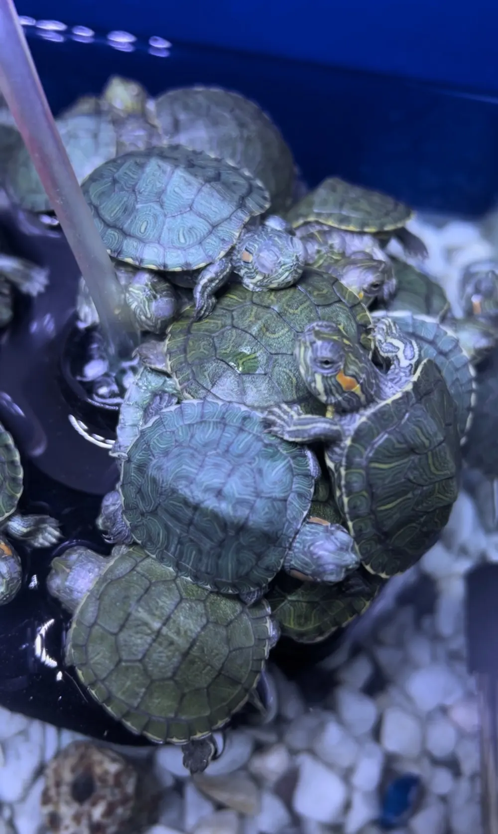 محل مستلزمات اسماك زينه ومستلزمات حيونات