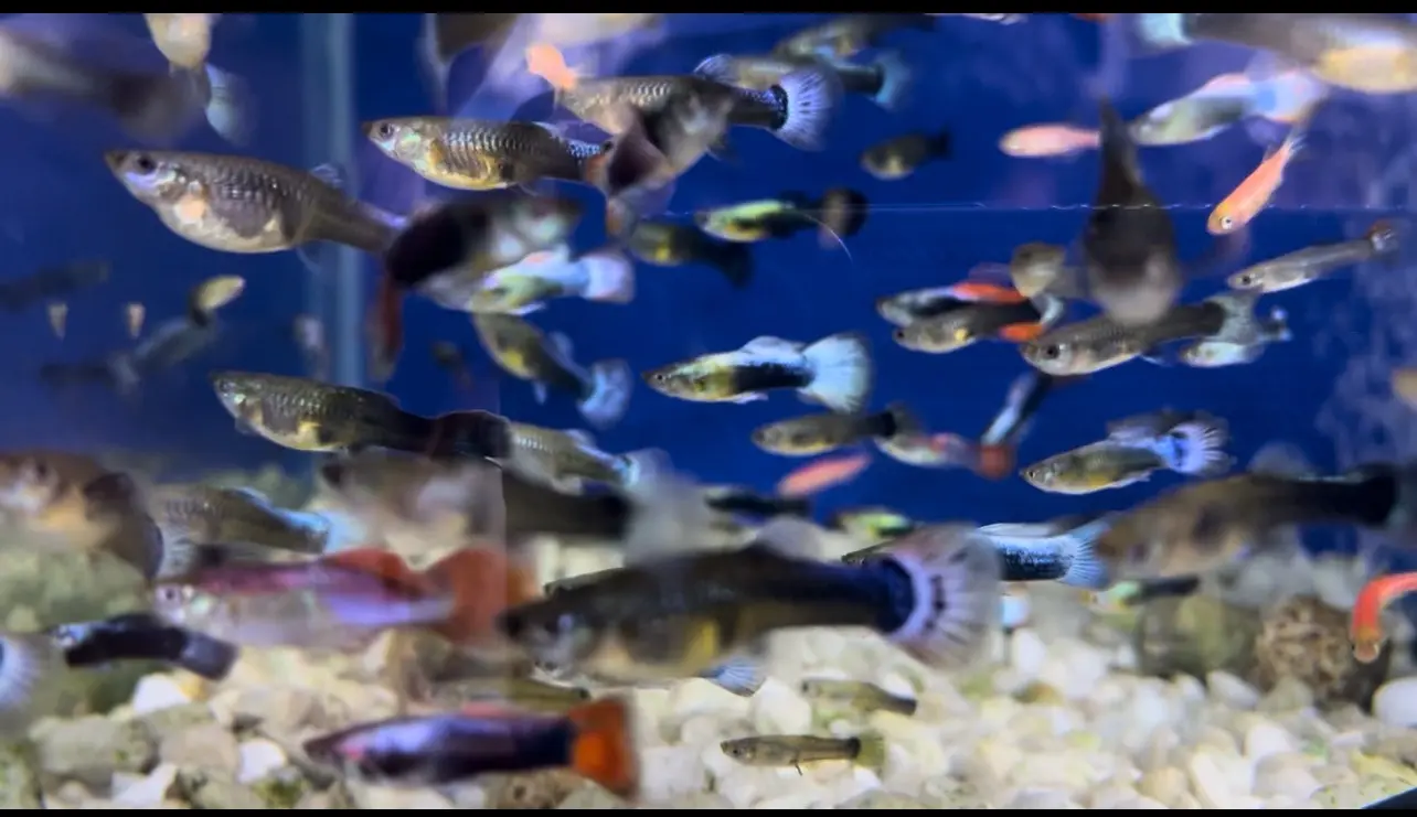 محل مستلزمات اسماك زينه ومستلزمات حيونات