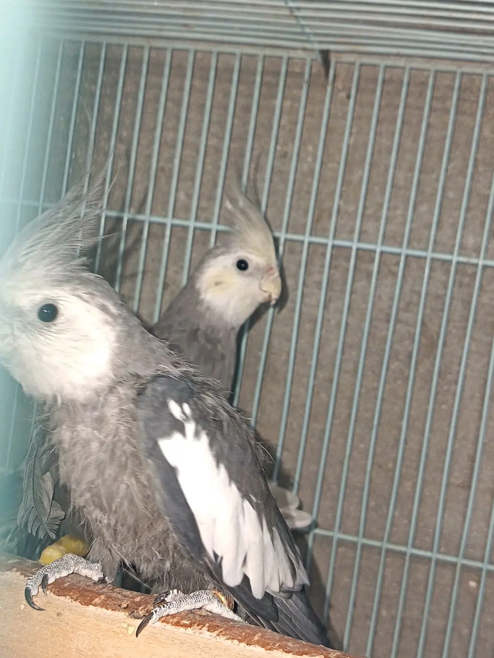 جواز كوكتيل