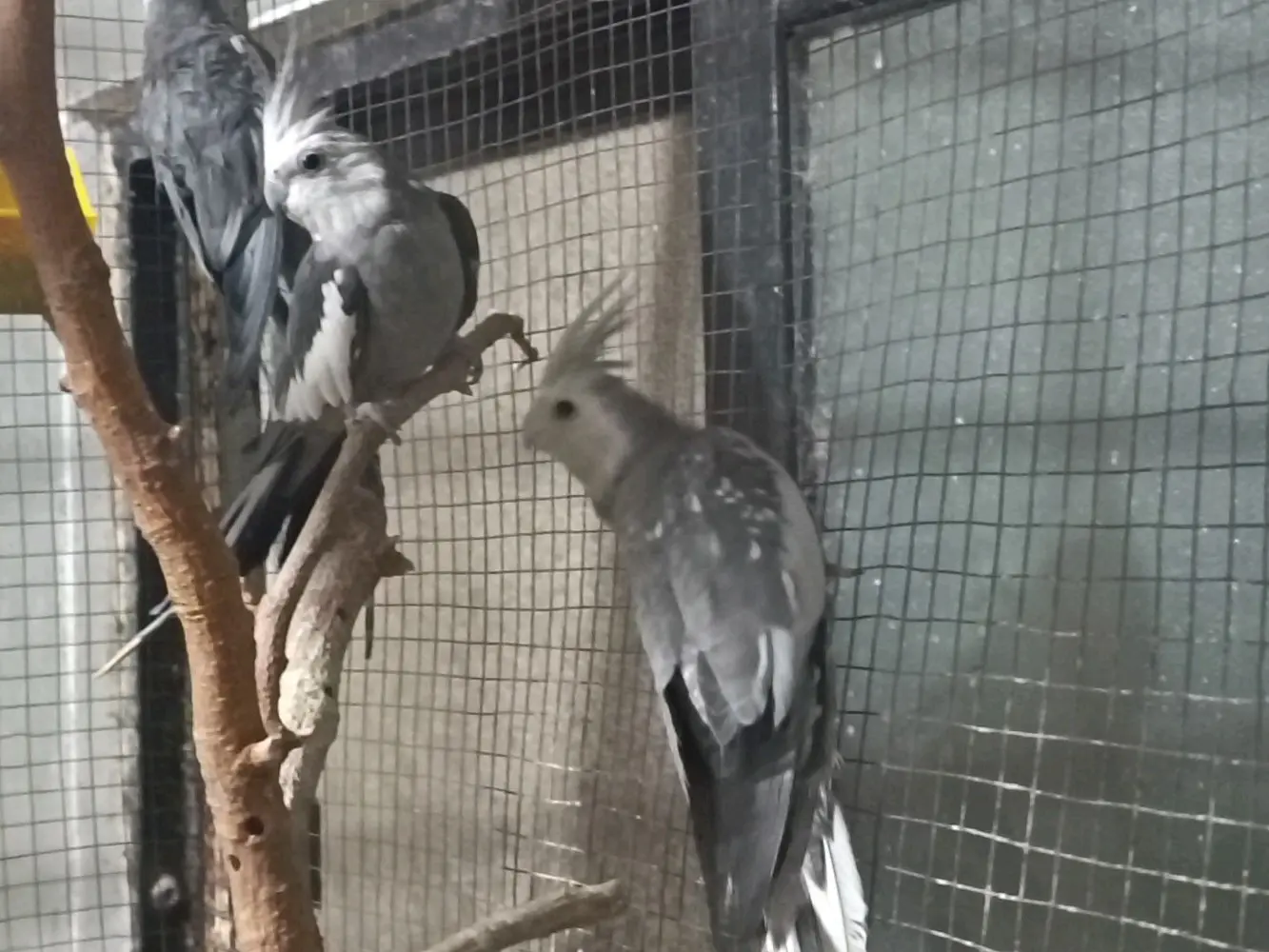 جواز كوكتيل