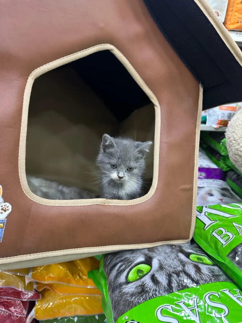 قطط برتش مكس