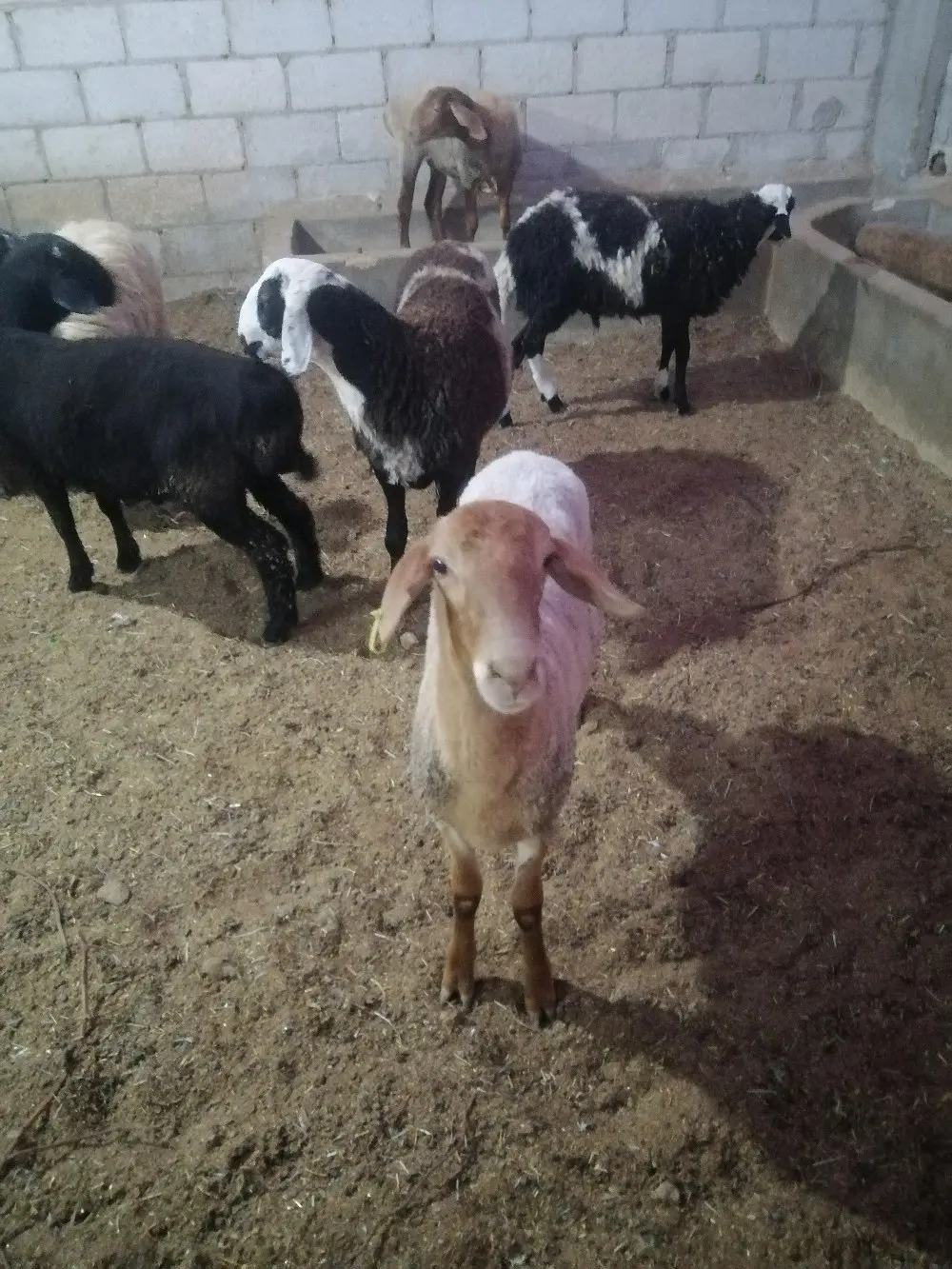 خرفان روماني