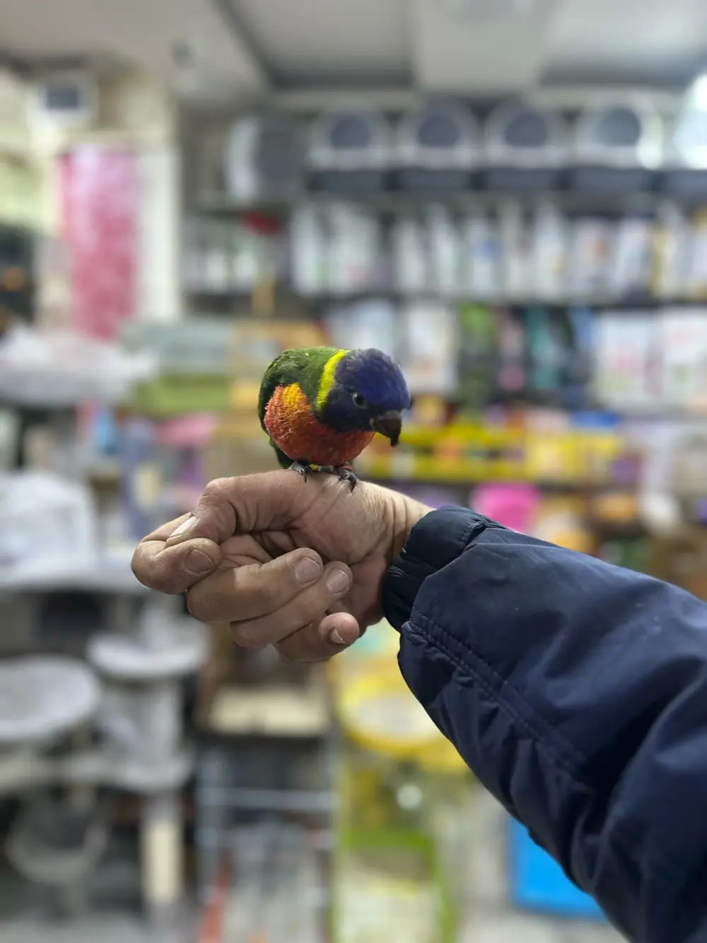 لوري فرخ زق