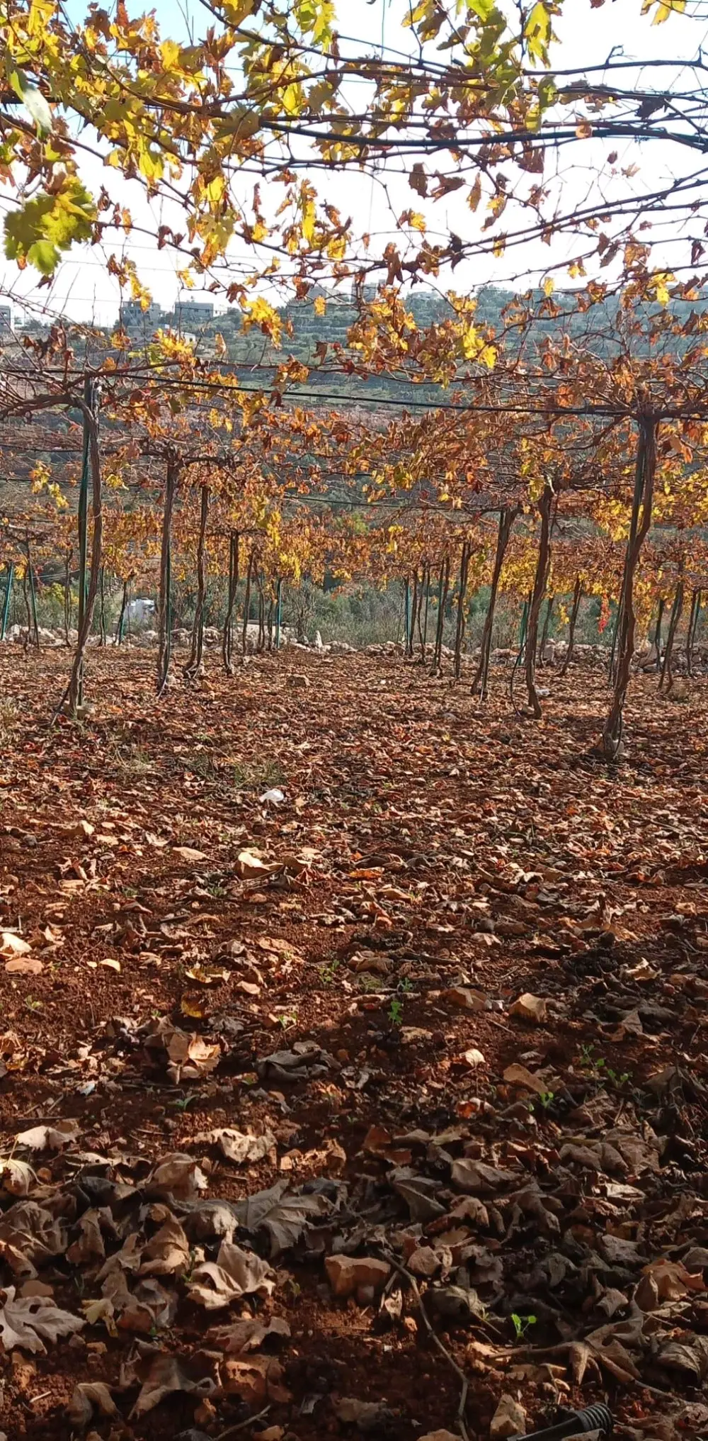 ارض مميزه للبيع في عجلون