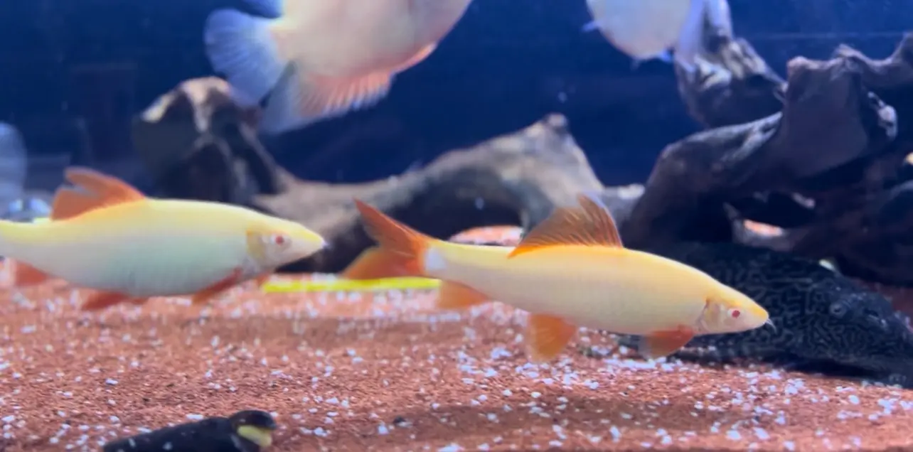 محل مستلزمات اسماك زينه ومستلزمات حيونات