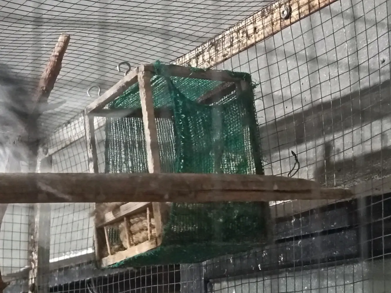 جواز كوكتيل