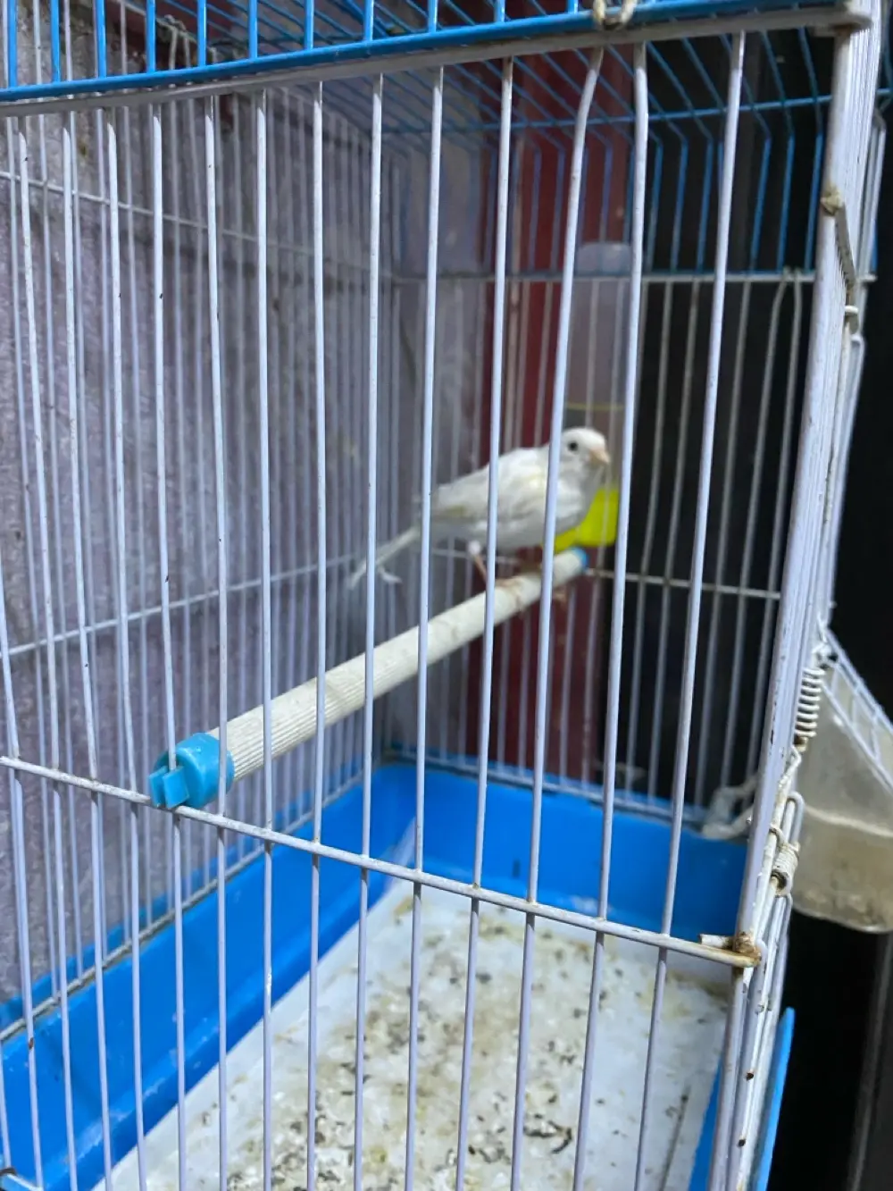 دكر عصفور كنار لون ابيض