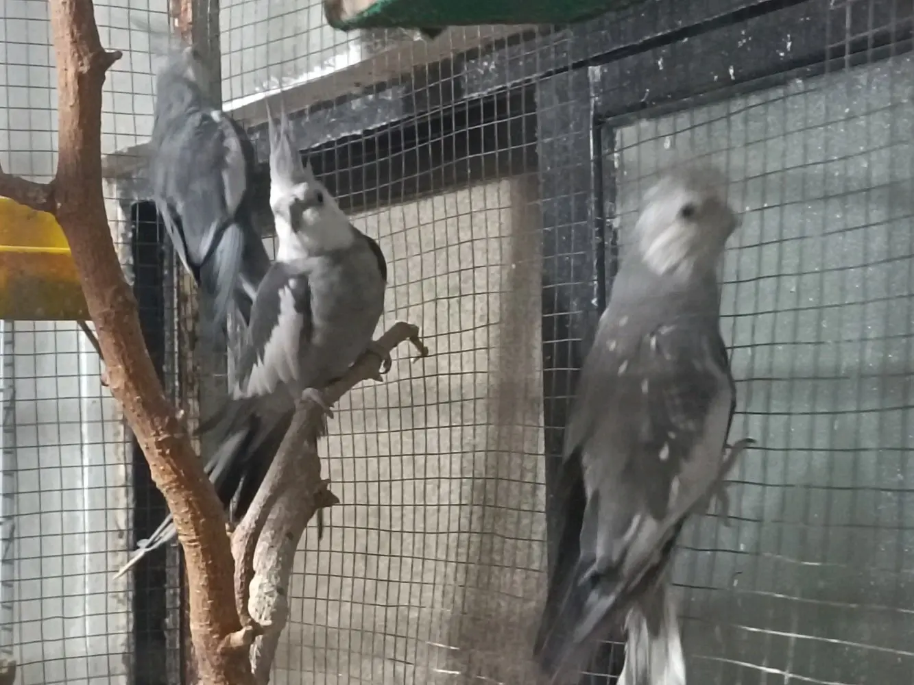 جواز كوكتيل