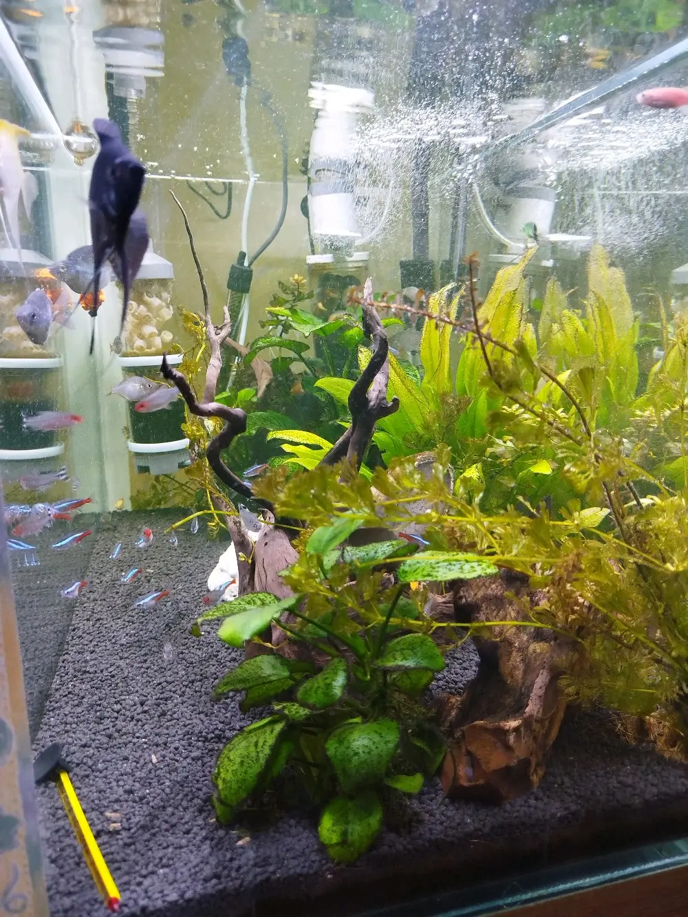 للبيع لعدم التفرغ : حوض سمك نهري كامل ونظيف جداً