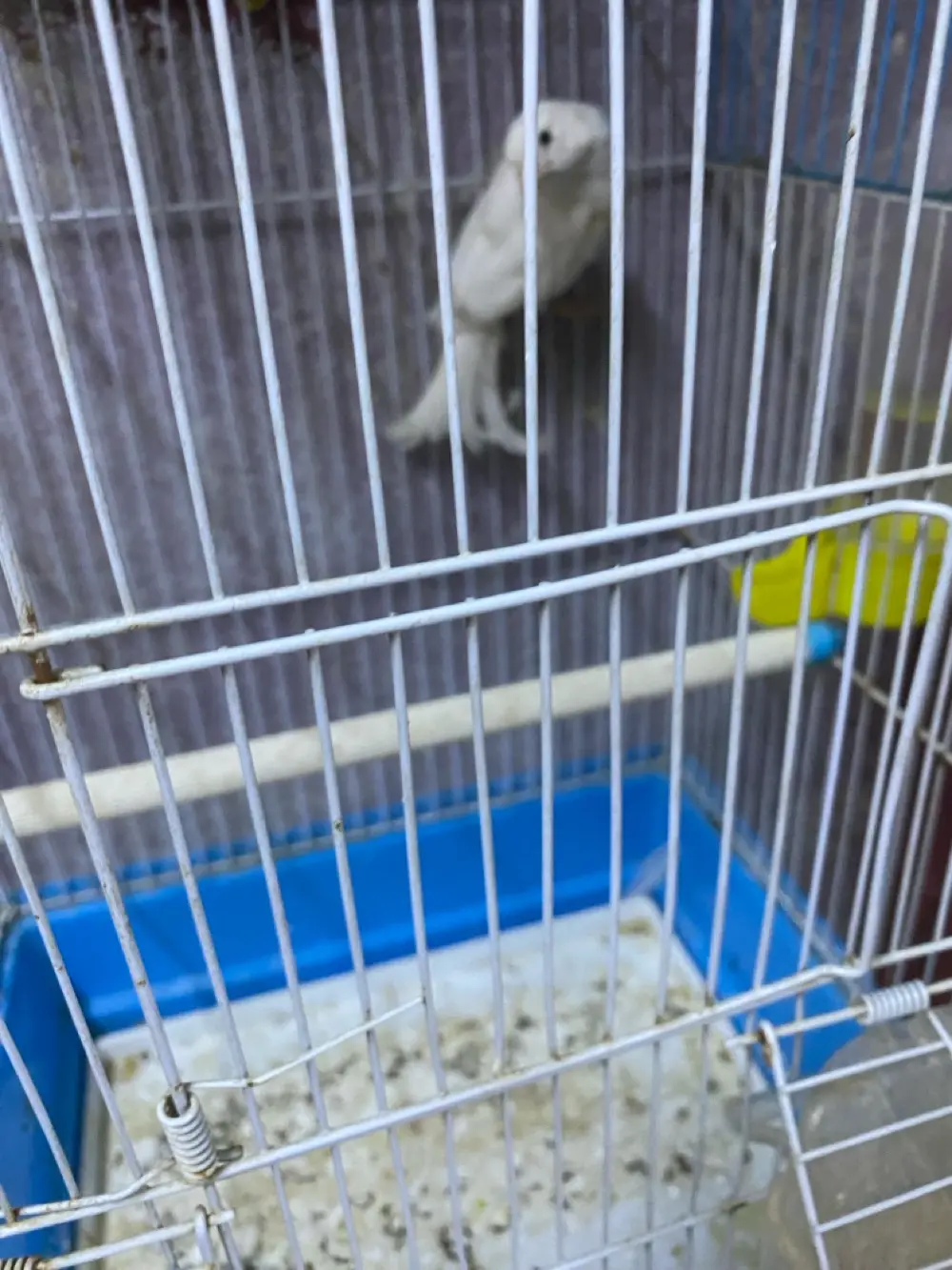 دكر عصفور كنار لون ابيض