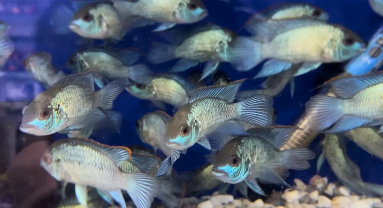 محل مستلزمات اسماك زينه ومستلزمات حيونات