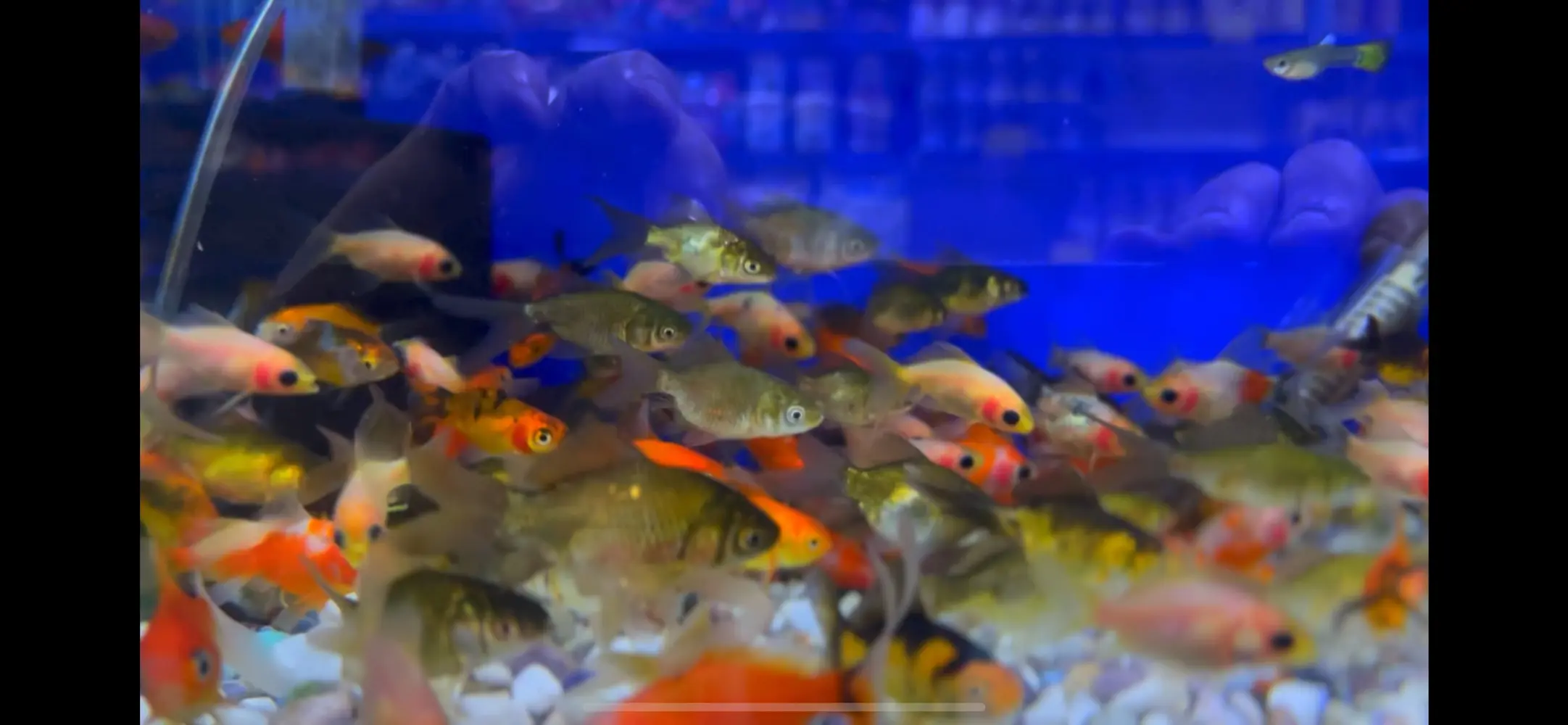 محل مستلزمات اسماك زينه ومستلزمات حيونات