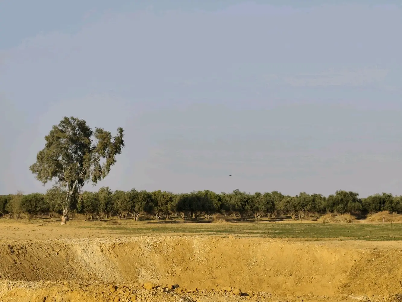 مزرعة استثمارية للبيع