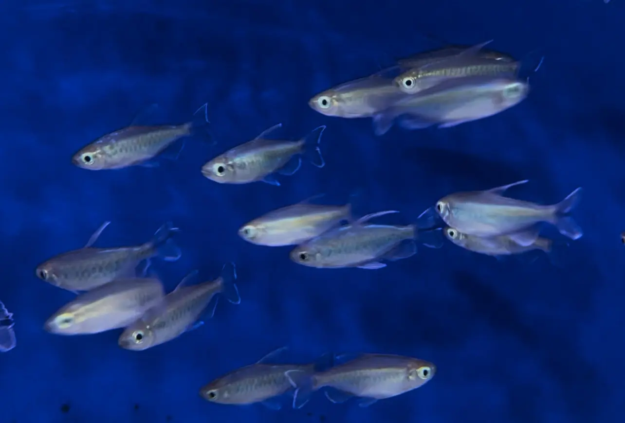 محل مستلزمات اسماك زينه ومستلزمات حيونات