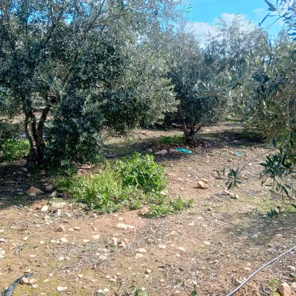 ارض للبيع في منطقه القنيه