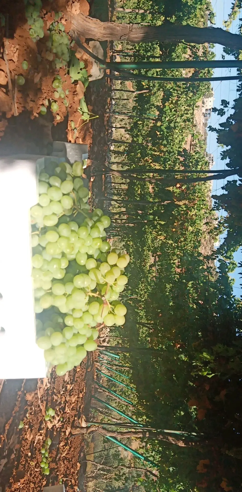 ارض مميزه للبيع في عجلون