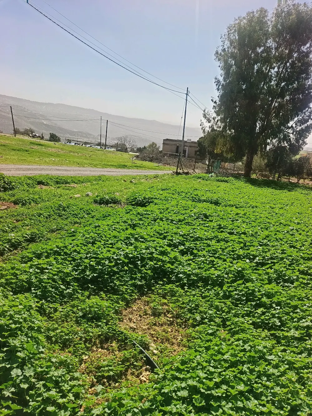 ارض سكن اخضر للبيع السلط نقب الدبور