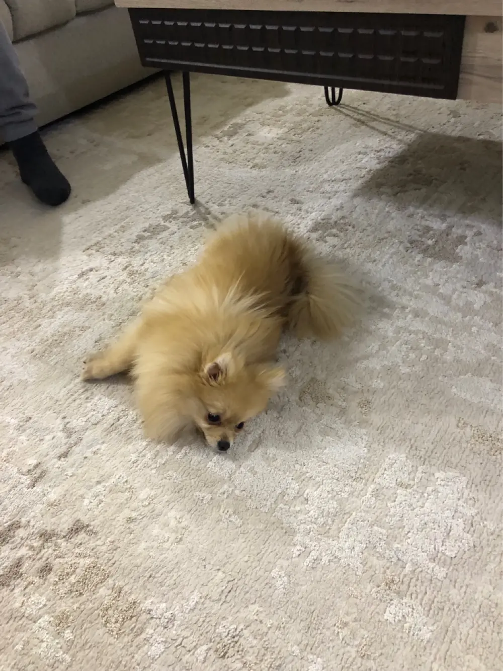 بومرينيان تي كب مع كامل الاغراض