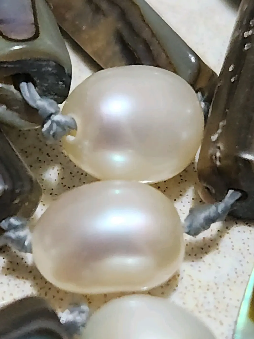 لؤلؤ مابي هارتس