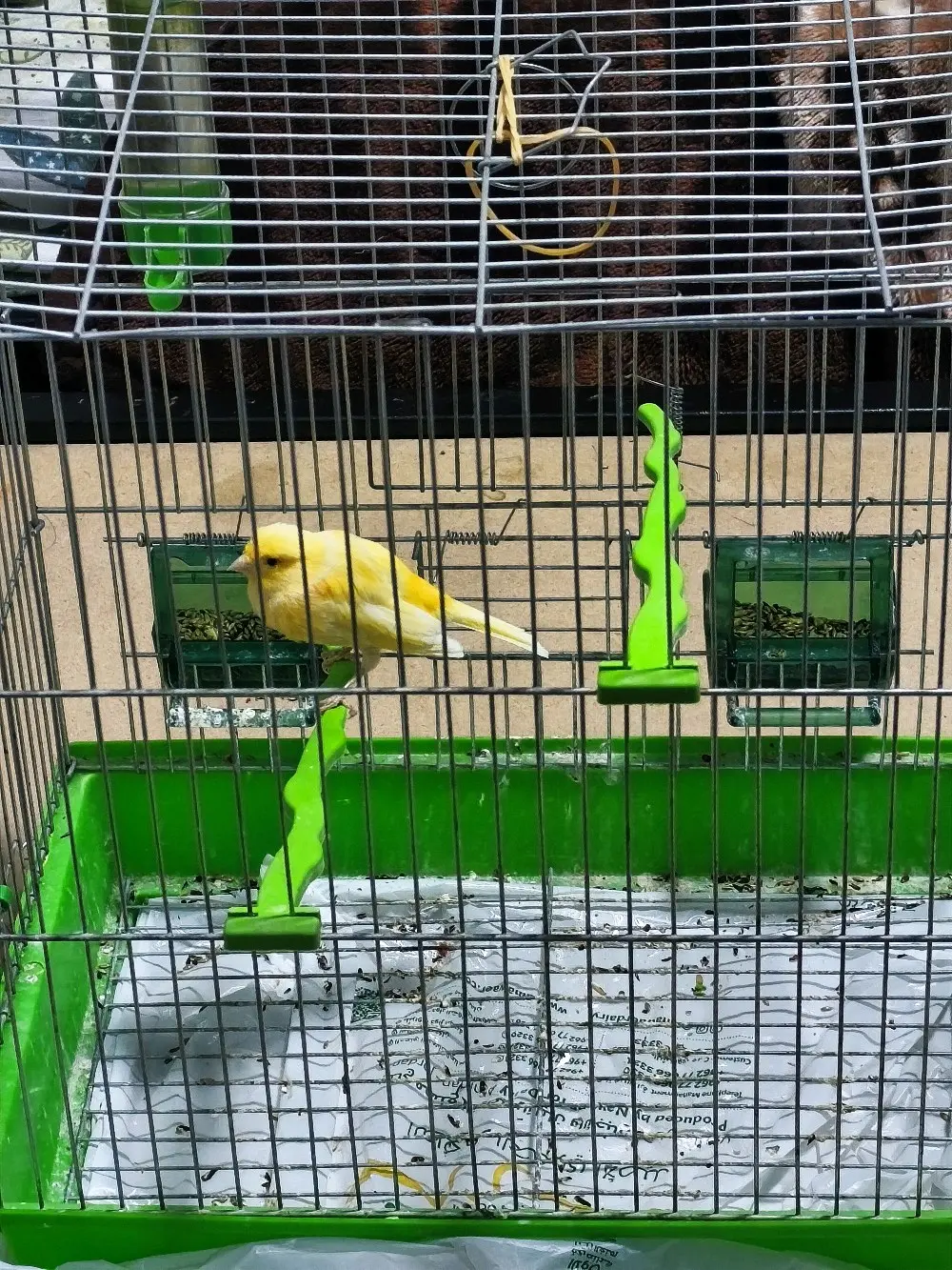 عصفور كنار مع القفص ب20