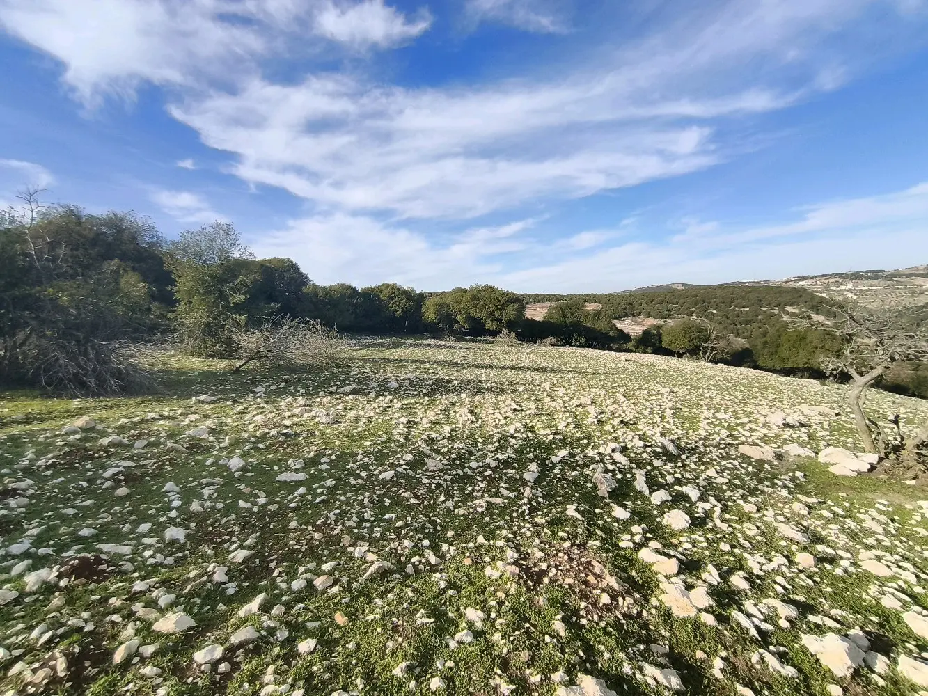 ارض للبيع في جبال عين جنا عجلون بمساحة 3687 م2 بسعر 55 الف قابل للتفاوض