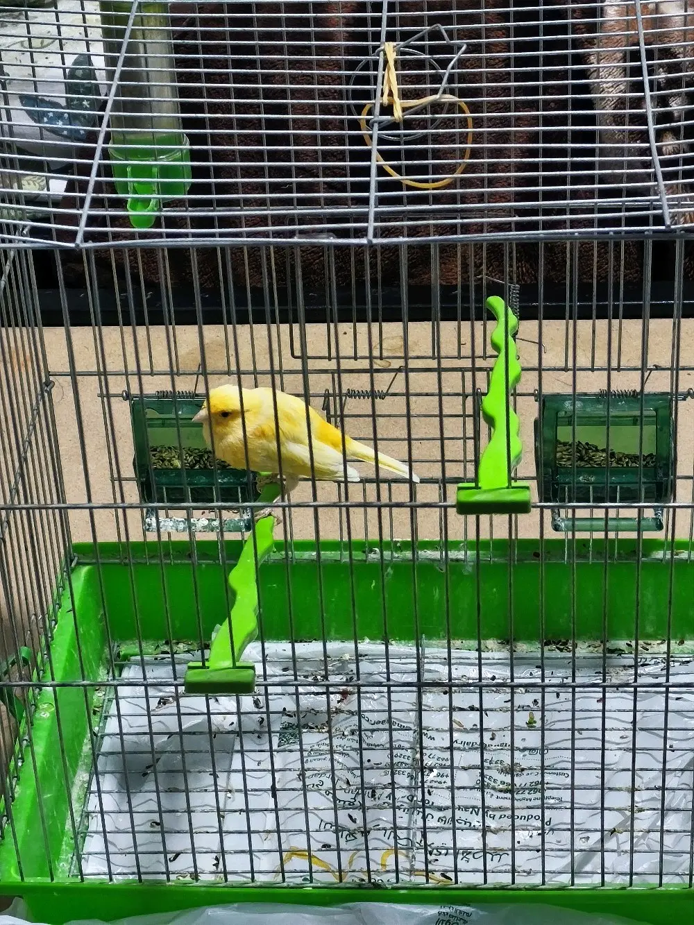 عصفور كنار مع القفص ب20