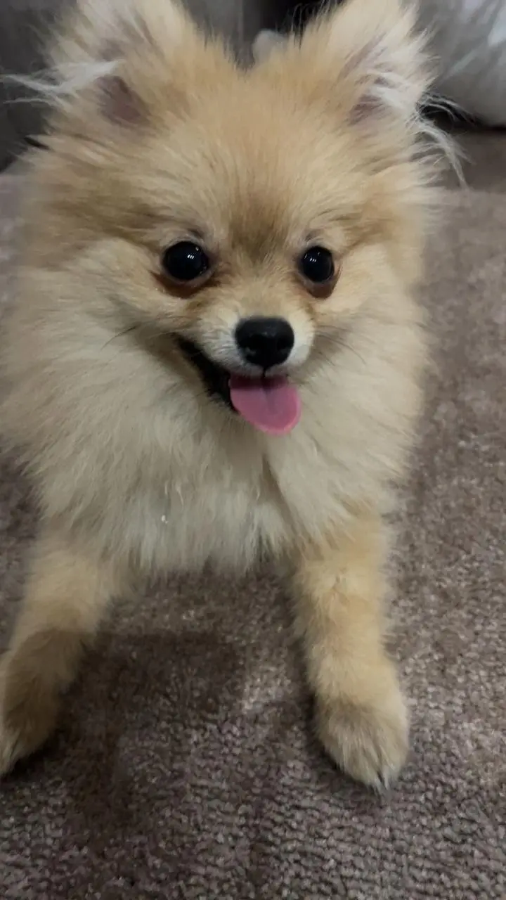 بومرينيان تي كب مع كامل الاغراض