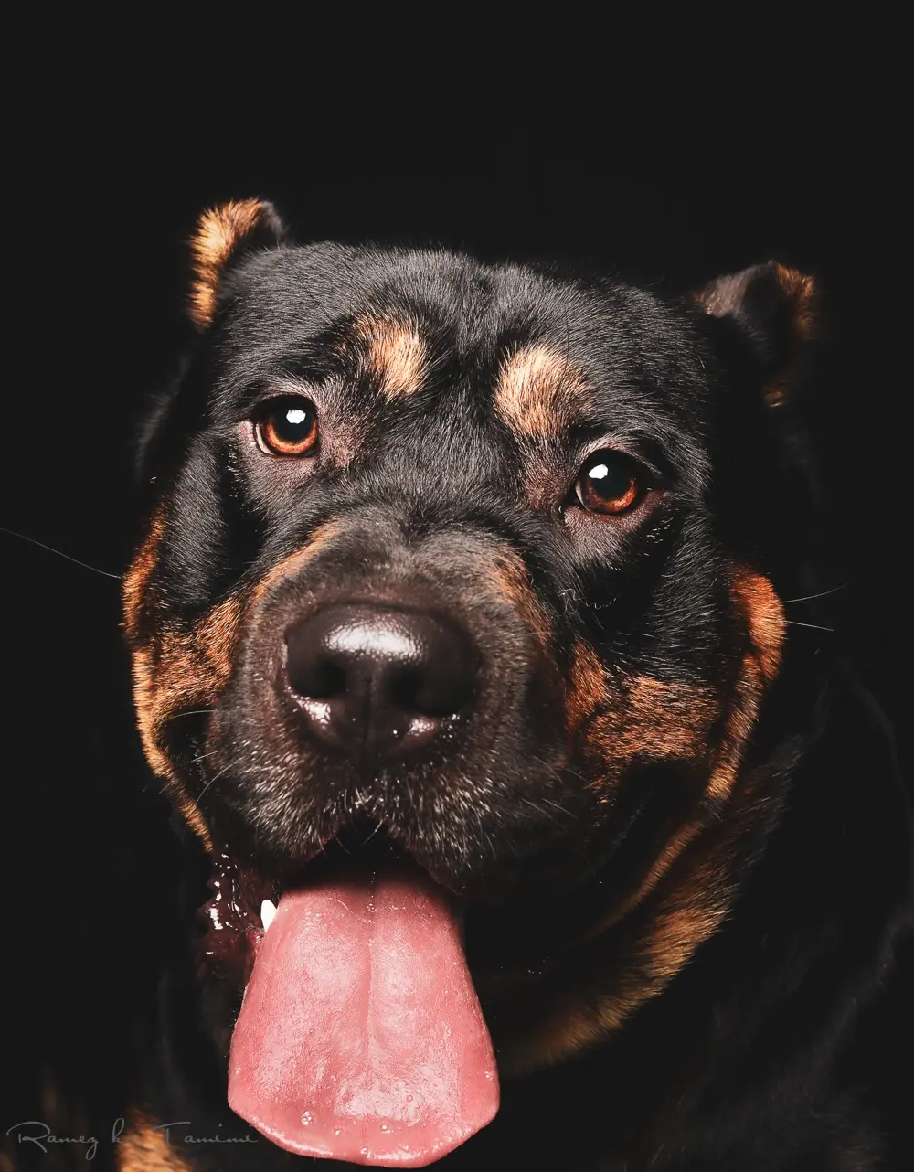 تصوير حيواناتكم الاليفة