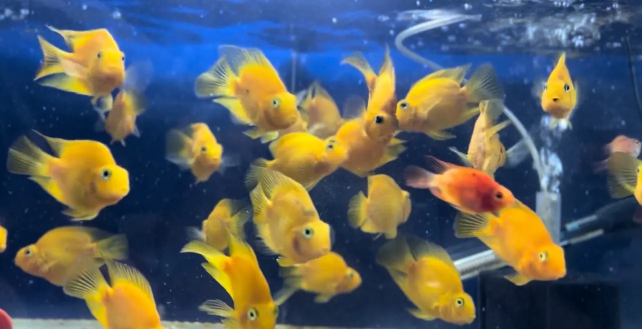 محل مستلزمات اسماك زينه ومستلزمات حيونات