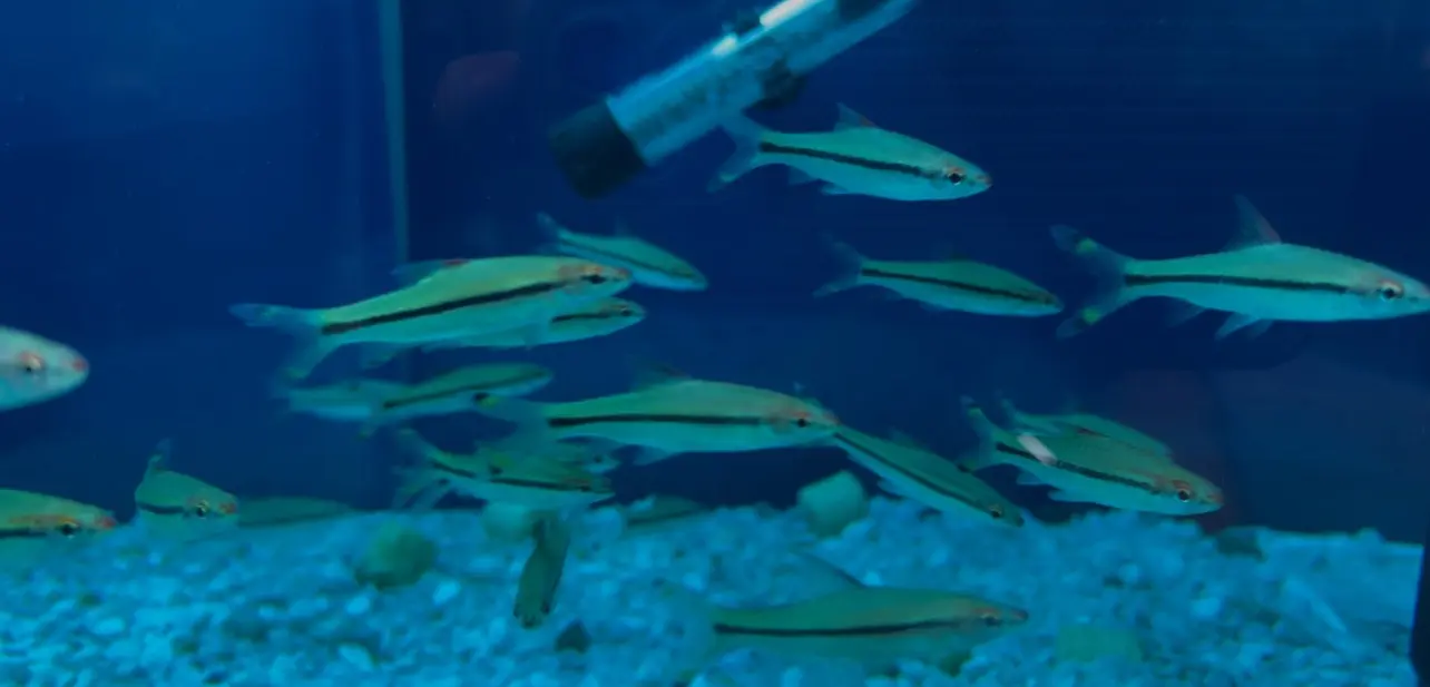 محل مستلزمات اسماك زينه ومستلزمات حيونات