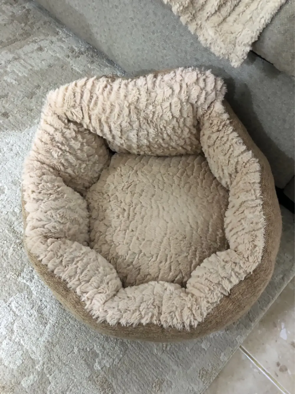 بومرينيان تي كب مع كامل الاغراض