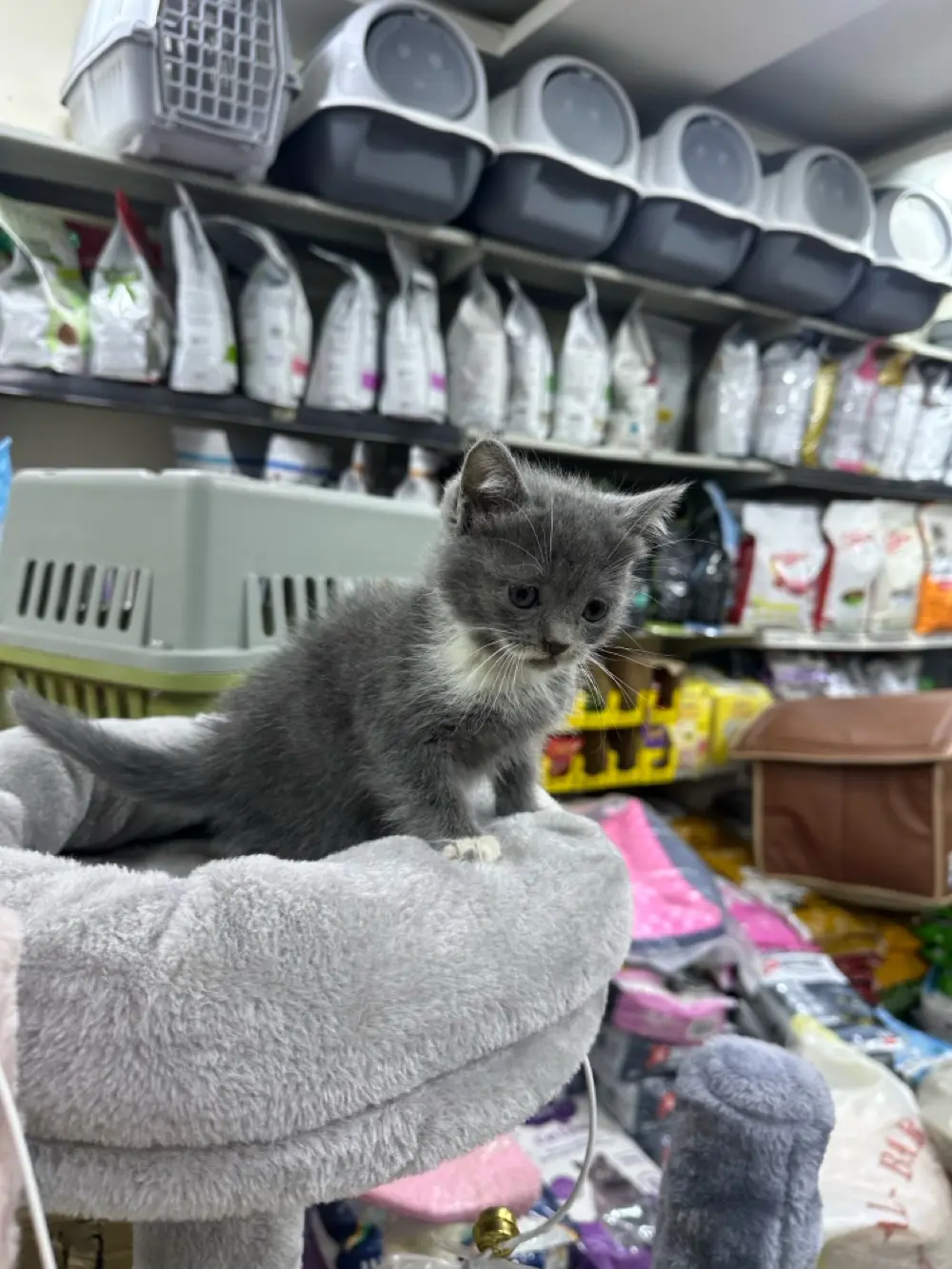 قطط برتش مكس