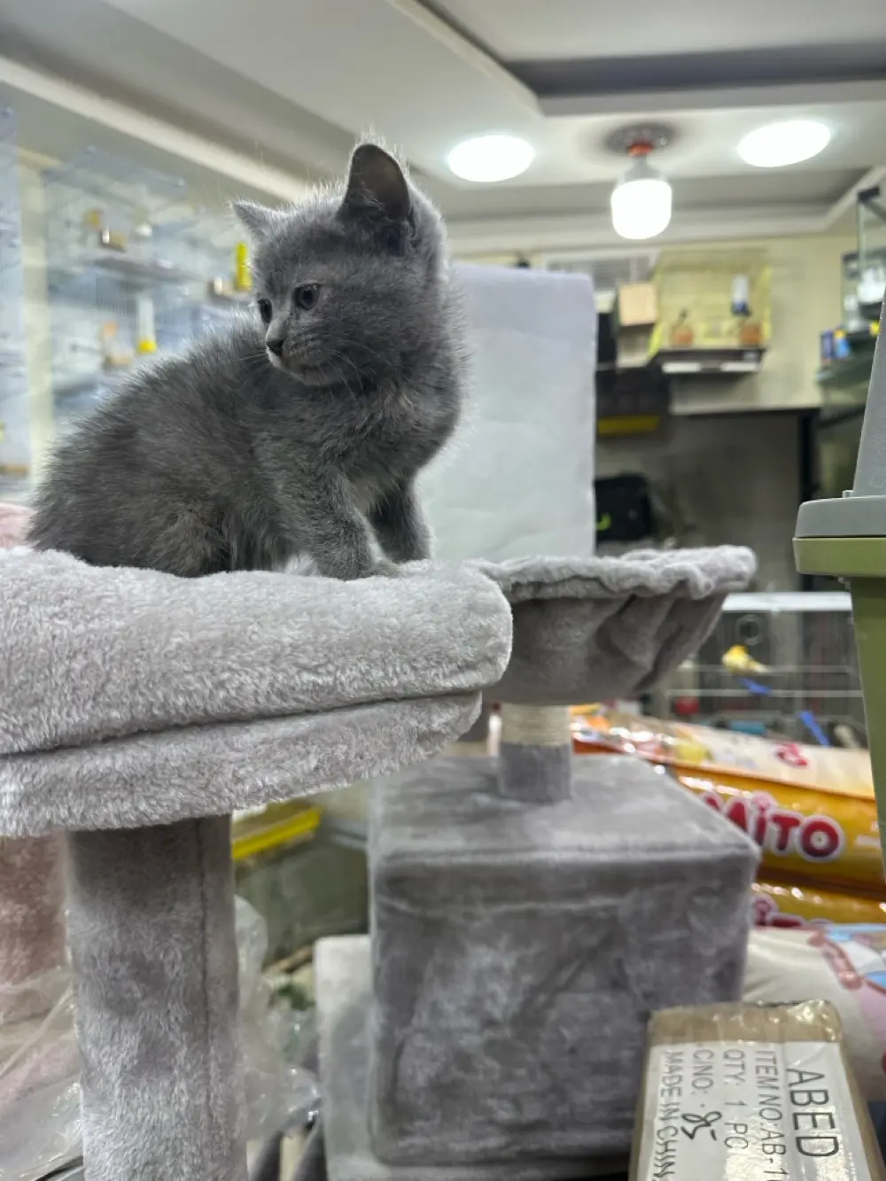 قطط برتش مكس