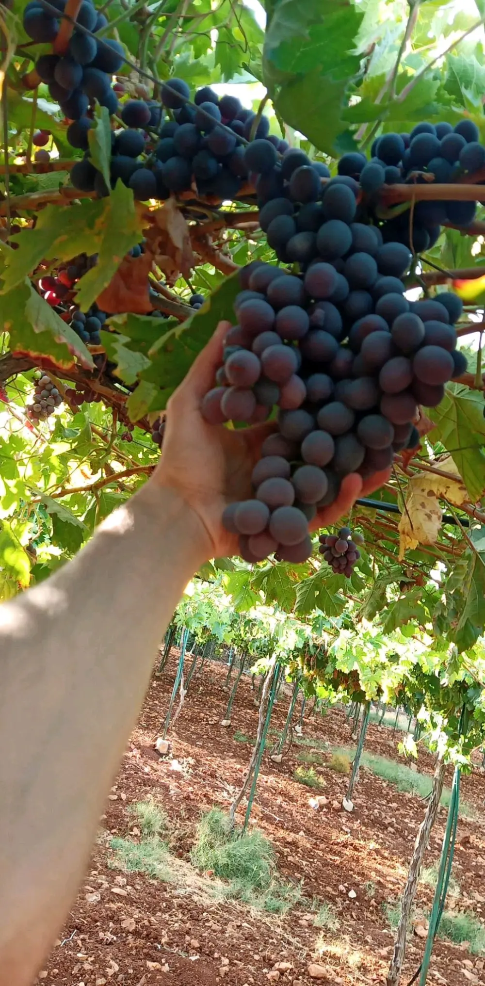 ارض مميزه للبيع في عجلون