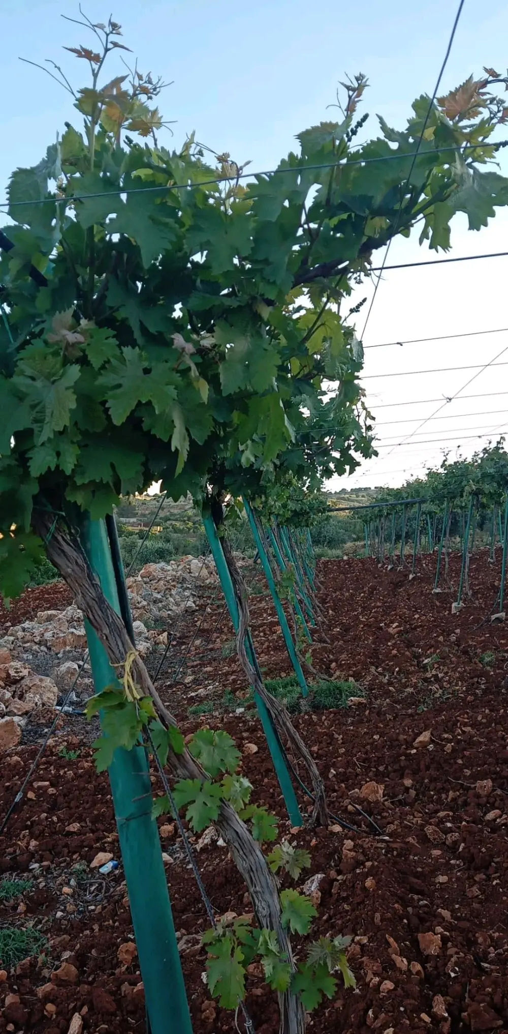 ارض مميزه للبيع في عجلون