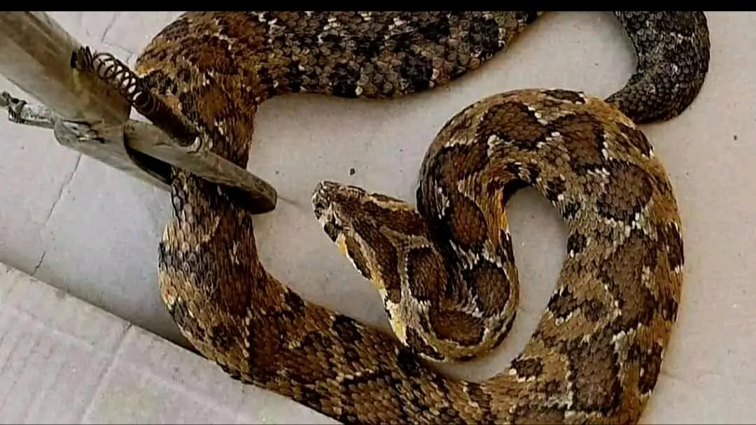 عصاة السيطره على الافاعي