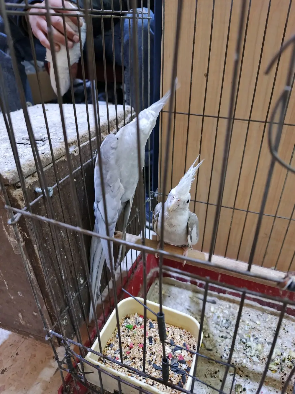 جوز وايت فيس