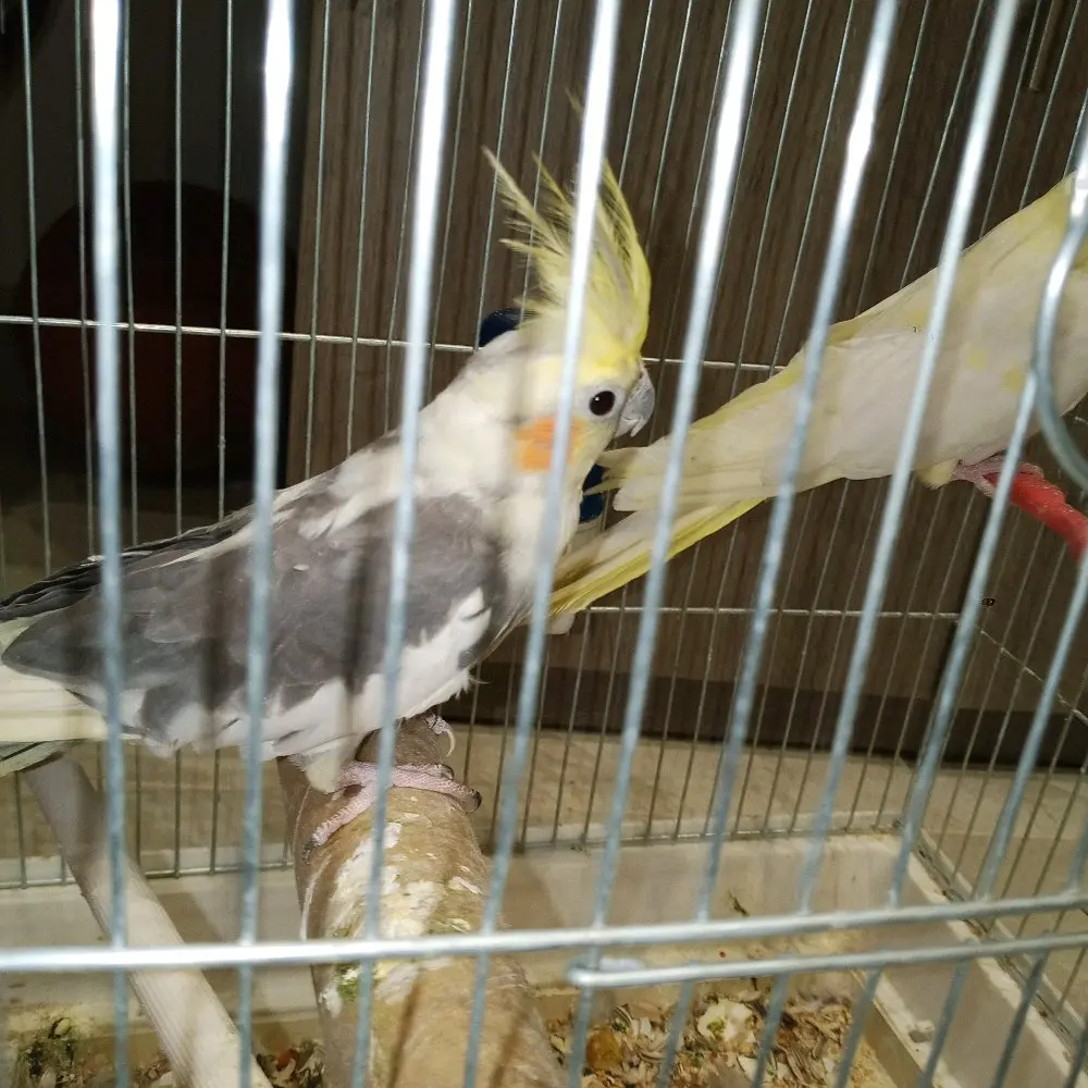 حبت كوكتيل للبيع او للبدل ع جوز كنار أو حب تحتيه فراخ