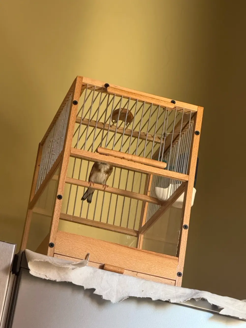 قفص خشب زان ضد التوسيخ