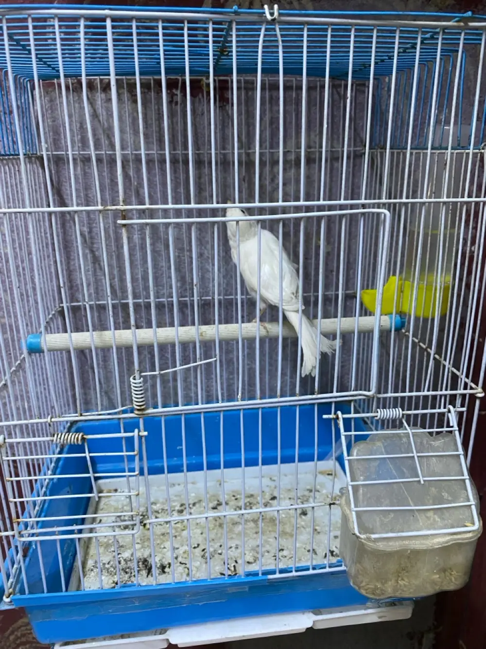 دكر عصفور كنار لون ابيض