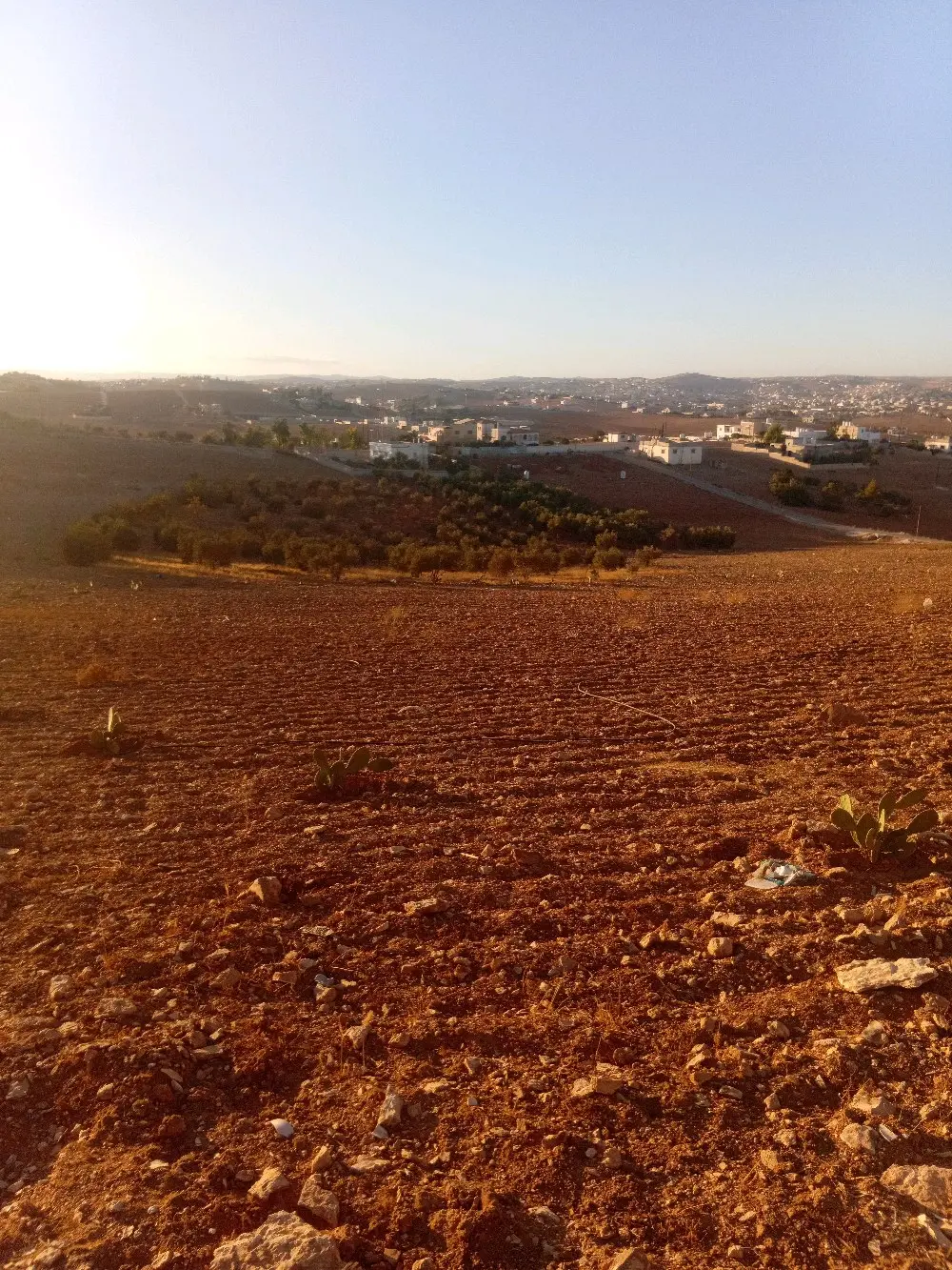 ارض للبيع في بلعما الزيتونة