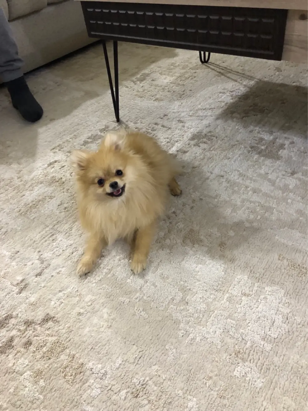 بومرينيان تي كب مع كامل الاغراض