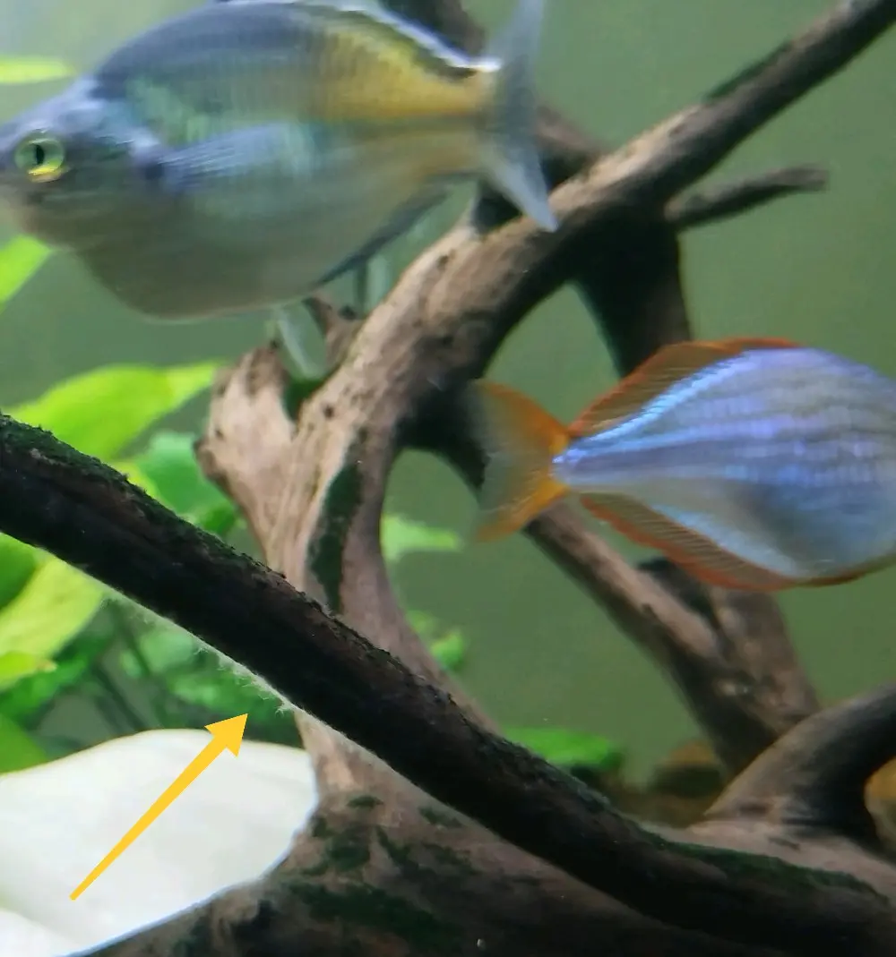 للبيع لعدم التفرغ : حوض سمك نهري كامل ونظيف جداً