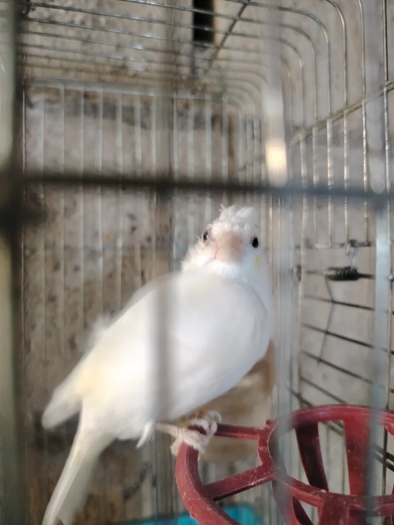 حسونه فل وايت