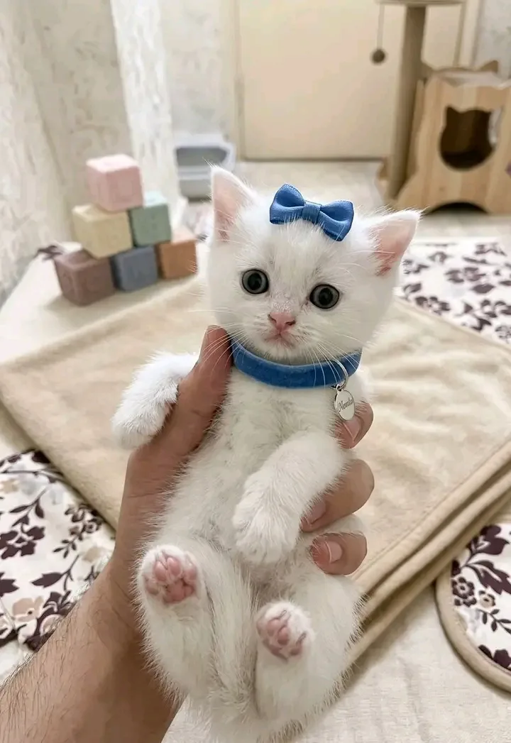 شيرازي
