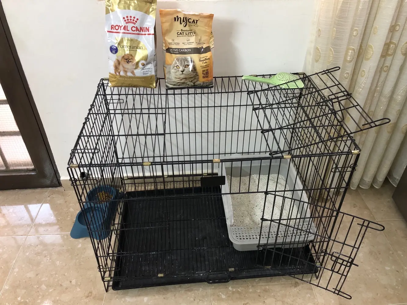 بومرينيان تي كب مع كامل الاغراض