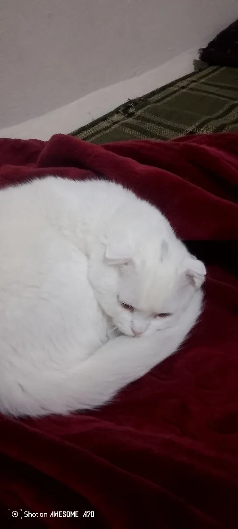 Scottish Fold 🐱