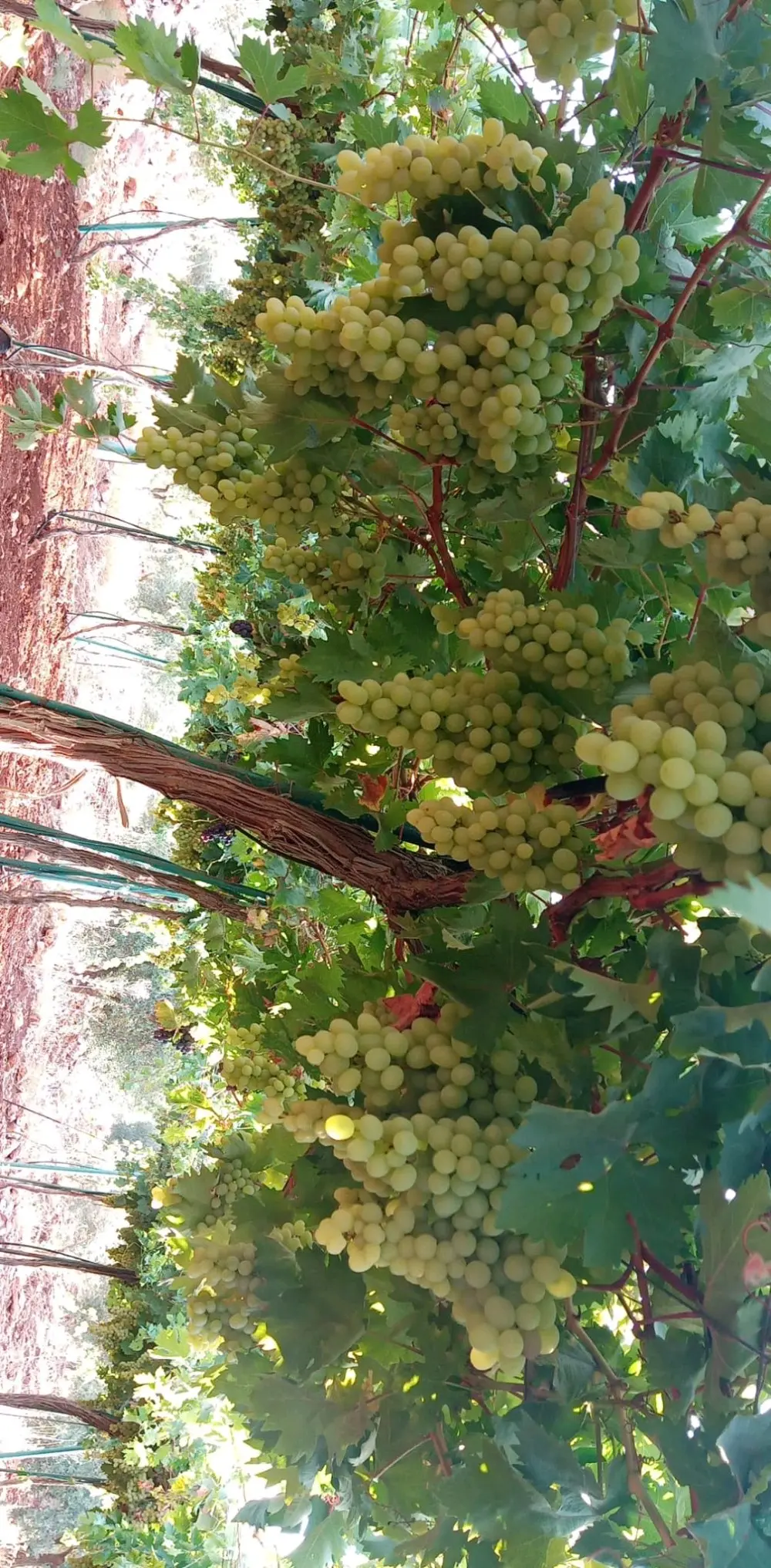 ارض مميزه للبيع في عجلون