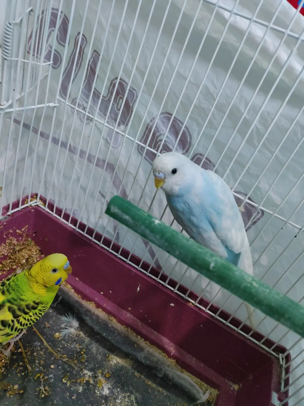 طيور حب بادجي  مع قفص وكوخ  واكل فقط ب١٠ دنانير